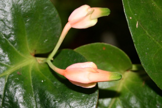 http://www.cloudjungle.com/CloudJungle/Ericaceae/Macleania/Macleania pentaptera.jpg